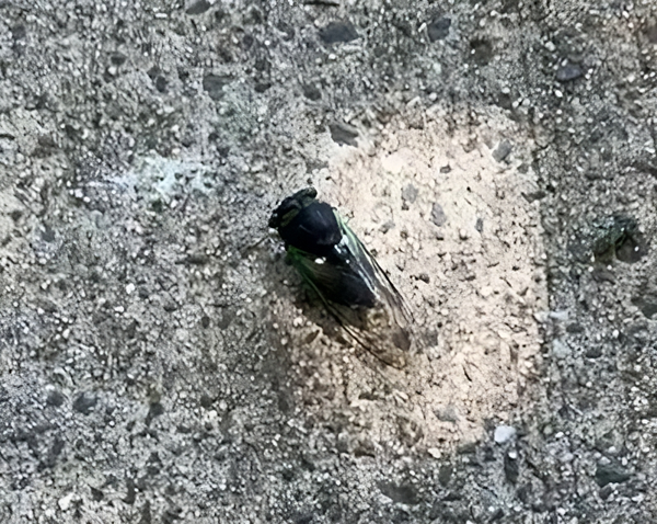 An image of a cicada on a sidewalk